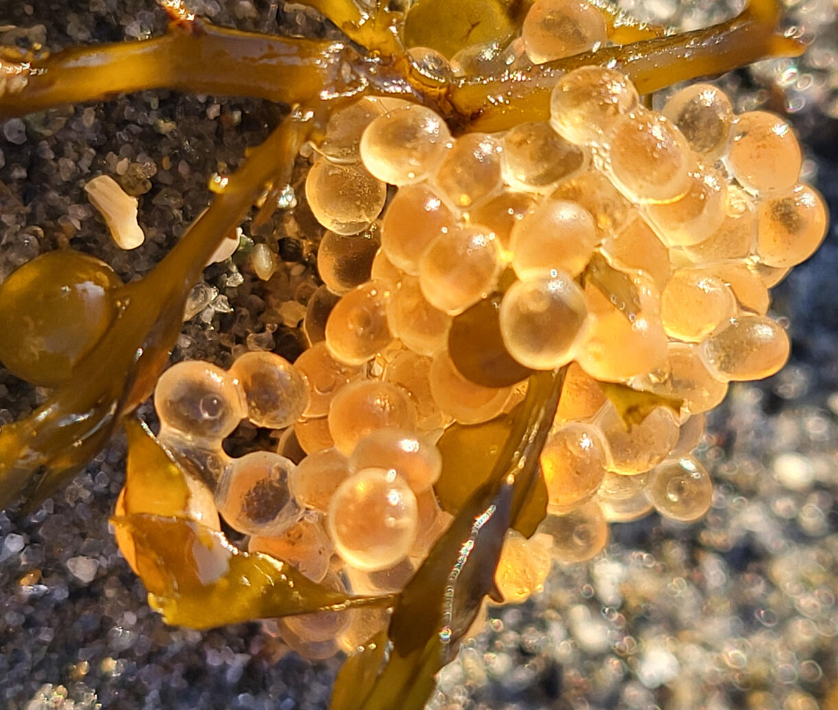 Seaweed with eggs