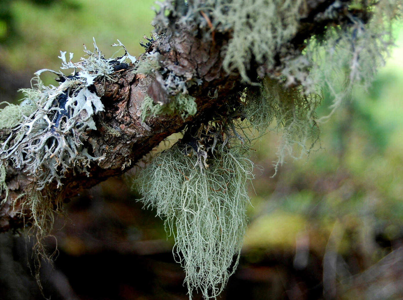 Witches Beard Lichen